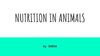 NUTRITION IN ANIMALS
By SNEHA
 