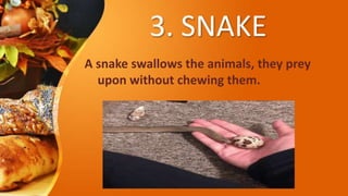Nutrition in animals 11 | PPTX