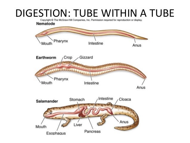 Nutrition in animals 2015