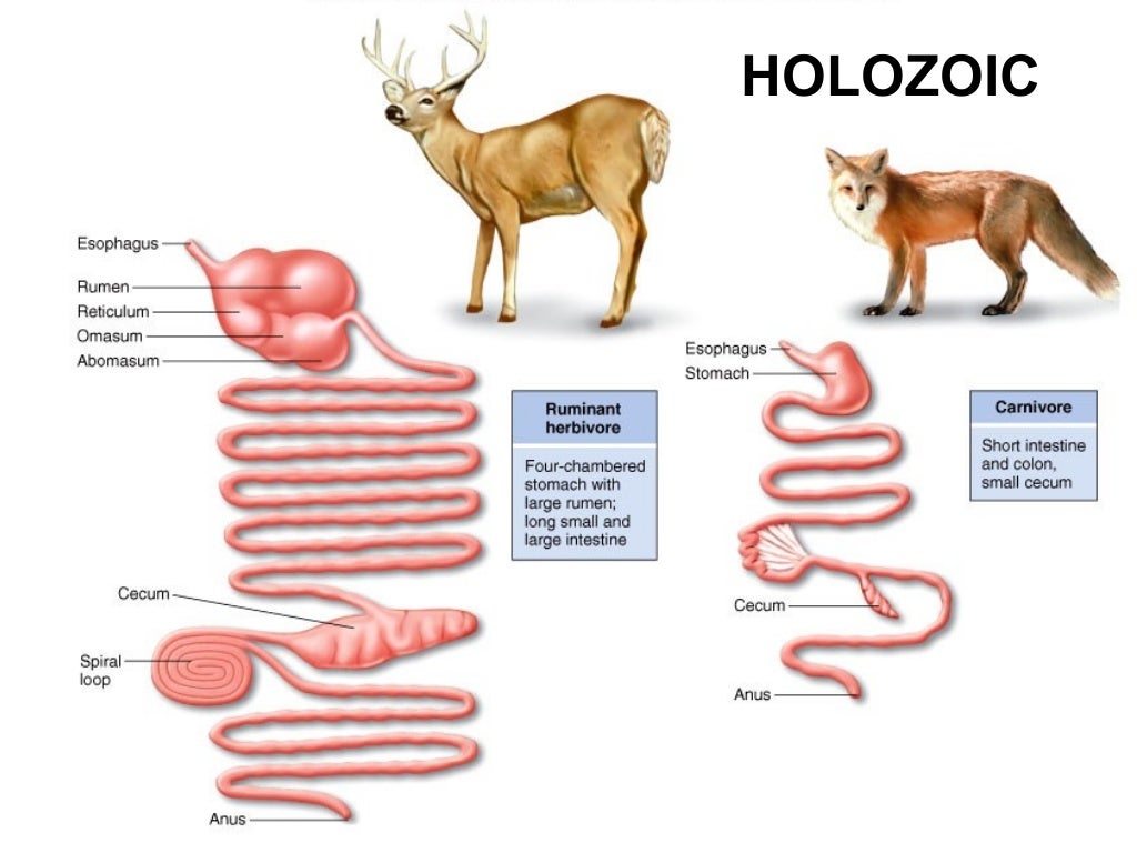 Nutrition in animals 2015