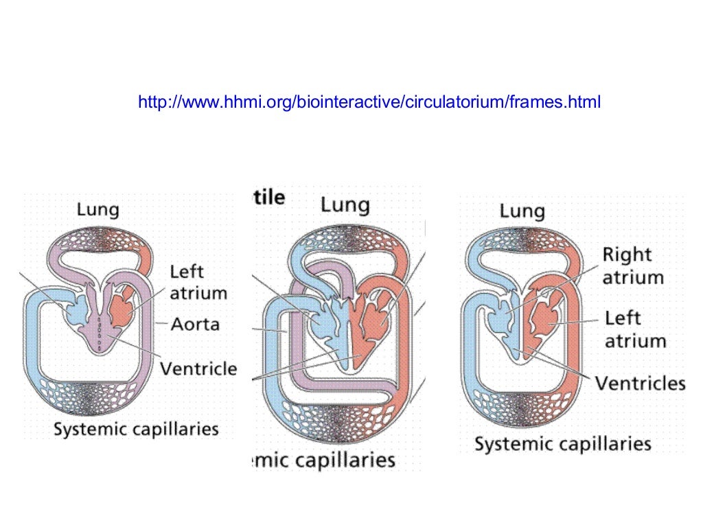 Circulatory and excretory systems in animals