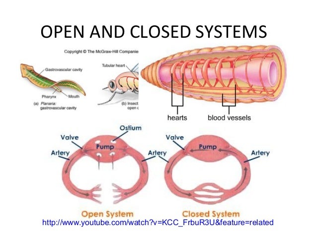 Circulatory and excretory systems in animals