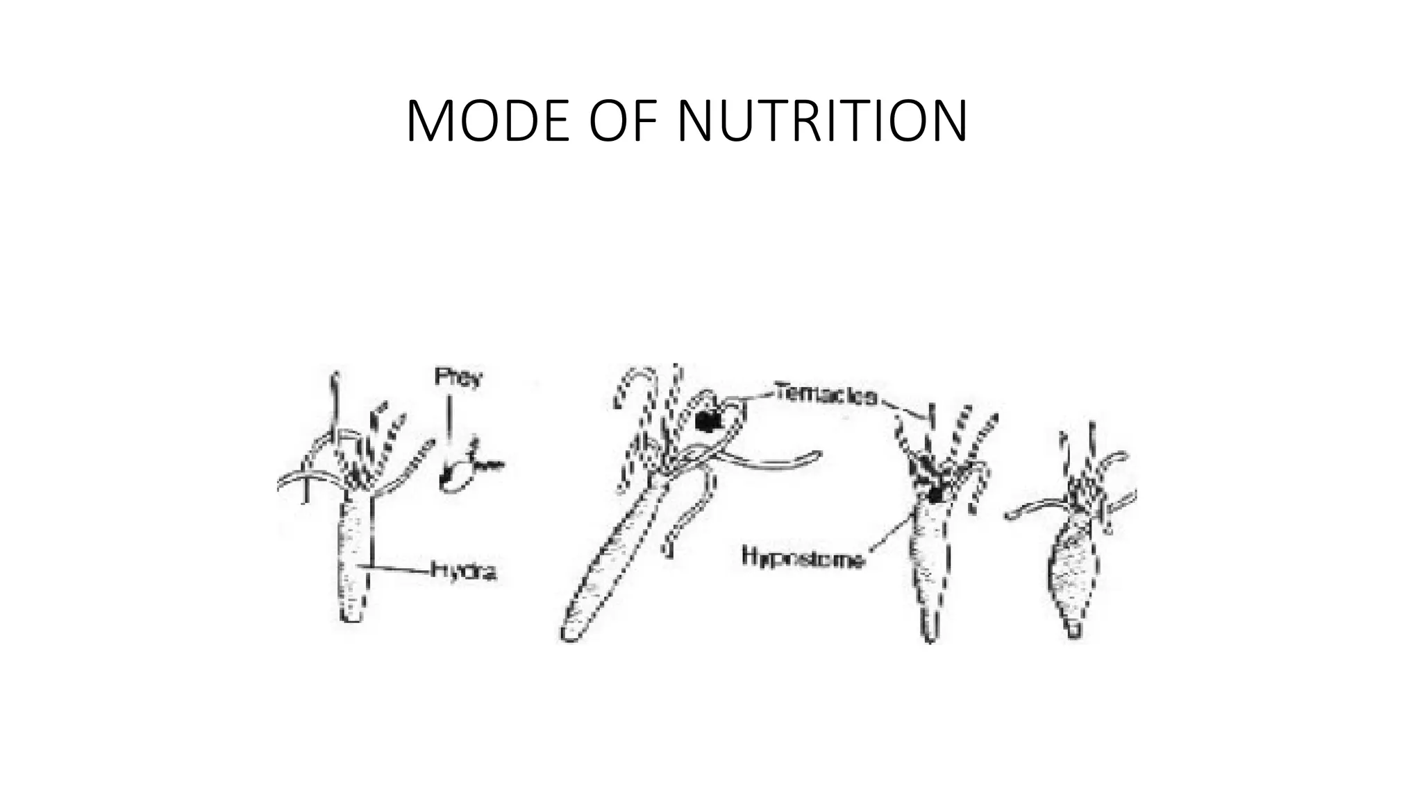 nutrition-in-animals-7-class-ch2-1-pptx