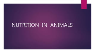 NUTRITION IN ANIMALS
 