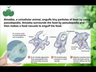 Amoeba, a unicellular animal, engulfs tiny particles of food by using 
pseudopodia. Amoeba surrounds the food by pseudopodia and 
then makes a food vacuole to engulf the food. 
 