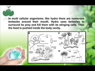In multi cellular organisms; like hydra there are numerous 
tentacles around their mouth. Hydra uses tentacles to 
surround its prey and kill them with its stinging cells. Then 
the food is pushed inside the body cavity. 
 