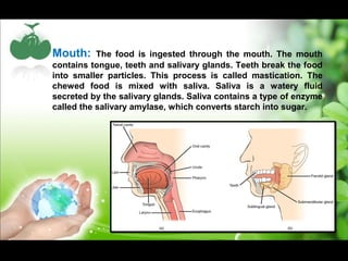 Mouth: The food is ingested through the mouth. The mouth 
contains tongue, teeth and salivary glands. Teeth break the food 
into smaller particles. This process is called mastication. The 
chewed food is mixed with saliva. Saliva is a watery fluid 
secreted by the salivary glands. Saliva contains a type of enzyme 
called the salivary amylase, which converts starch into sugar. 
 