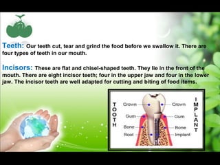 Teeth: Our teeth cut, tear and grind the food before we swallow it. There are 
four types of teeth in our mouth. 
Incisors: These are flat and chisel-shaped teeth. They lie in the front of the 
mouth. There are eight incisor teeth; four in the upper jaw and four in the lower 
jaw. The incisor teeth are well adapted for cutting and biting of food items. 
 