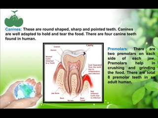 Canines: These are round shaped, sharp and pointed teeth. Canines 
are well adapted to hold and tear the food. There are four canine teeth 
found in human. 
Premolars: There are 
two premolars on each 
side of each jaw. 
Premolars help in 
crushing and grinding 
the food. There are total 
8 premolar teeth in an 
adult human. 
 