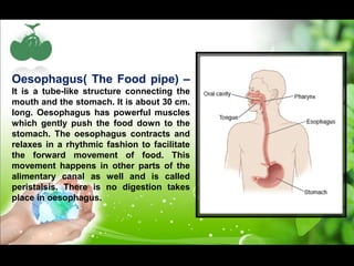 Oesophagus( The Food pipe) – 
It is a tube-like structure connecting the 
mouth and the stomach. It is about 30 cm. 
long. Oesophagus has powerful muscles 
which gently push the food down to the 
stomach. The oesophagus contracts and 
relaxes in a rhythmic fashion to facilitate 
the forward movement of food. This 
movement happens in other parts of the 
alimentary canal as well and is called 
peristalsis. There is no digestion takes 
place in oesophagus. 
 