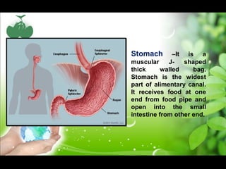 Stomach –It is a 
muscular J- shaped 
thick walled bag. 
Stomach is the widest 
part of alimentary canal. 
It receives food at one 
end from food pipe and 
open into the small 
intestine from other end. 
 