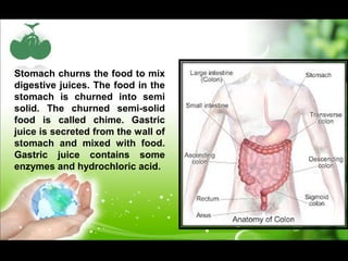 Stomach churns the food to mix 
digestive juices. The food in the 
stomach is churned into semi 
solid. The churned semi-solid 
food is called chime. Gastric 
juice is secreted from the wall of 
stomach and mixed with food. 
Gastric juice contains some 
enzymes and hydrochloric acid. 
 