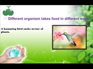 Different organism takes food in different ways: 
A humming bird sucks nectar of 
plants. 
 