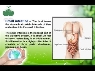 Small intestine – The food leaves 
the stomach at certain intervals of time 
and enters into the small intestine. 
The small intestine is the longest part of 
the digestive system. It is about 20 feet 
or seven meters long in an adult human. 
Small intestine is a highly coiled tube. It 
consists of three parts: duodenum, 
jejunum and Ileum. 
 