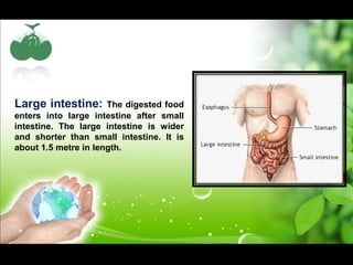 Large intestine: The digested food 
enters into large intestine after small 
intestine. The large intestine is wider 
and shorter than small intestine. It is 
about 1.5 metre in length. 
 