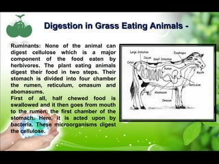 Digestion iinn GGrraassss EEaattiinngg AAnniimmaallss -- 
Ruminants: None of the animal can 
digest cellulose which is a major 
component of the food eaten by 
herbivores. The plant eating animals 
digest their food in two steps. Their 
stomach is divided into four chamber 
the rumen, reticulum, omasum and 
abomasums. 
First of all, half chewed food is 
swallowed and it then goes from mouth 
to the rumen, the first chamber of the 
stomach. Here, it is acted upon by 
bacteria. These microorganisms digest 
the cellulose. 
 