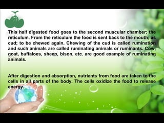 This half digested food goes to the second muscular chamber; the 
reticulum. From the reticulum the food is sent back to the mouth; as 
cud; to be chewed again. Chewing of the cud is called rumination 
and such animals are called ruminating animals or ruminants. Cow, 
goat, buffaloes, sheep, bison, etc. are good example of ruminating 
animals. 
After digestion and absorption, nutrients from food are taken to the 
cells in all parts of the body. The cells oxidize the food to release 
energy. 
 