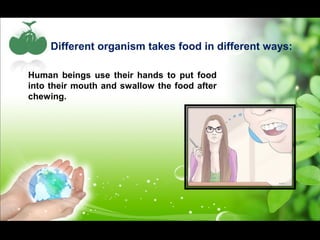 Different organism takes food in different ways: 
Human beings use their hands to put food 
into their mouth and swallow the food after 
chewing. 
 