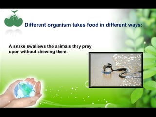 Different organism takes food in different ways: 
A snake swallows the animals they prey 
upon without chewing them. 
 