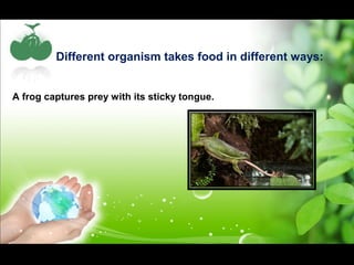 Different organism takes food in different ways: 
A frog captures prey with its sticky tongue. 
 
