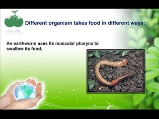 Different organism takes food in different ways: 
An earthworm uses its muscular pharynx to 
swallow its food. 
 