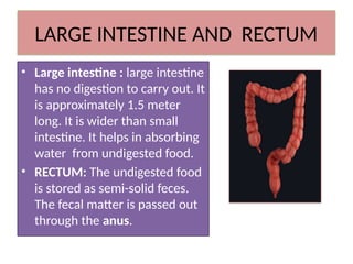 NUTRITION IN ANIMALS [ the human digestive system] | PPTX