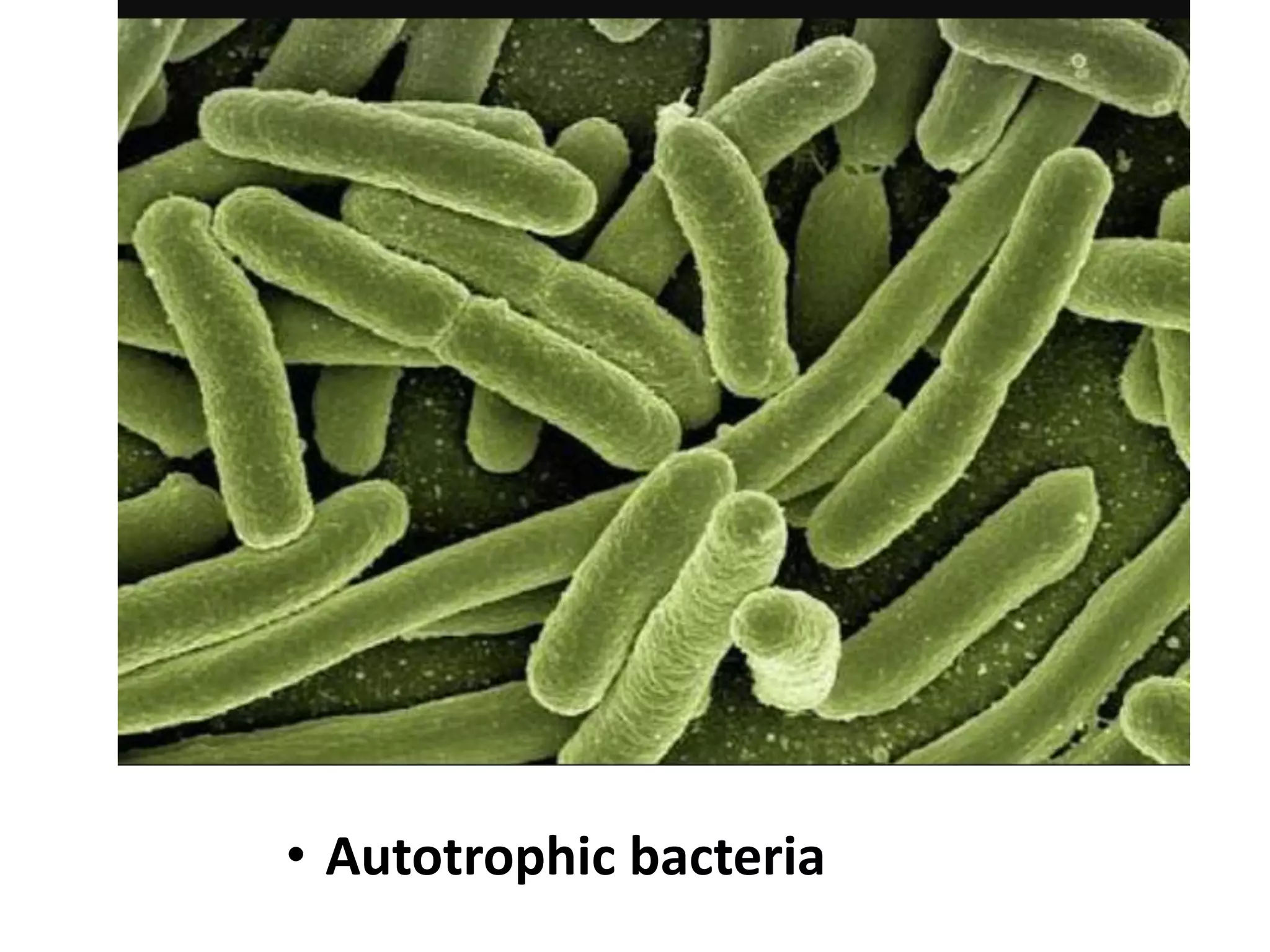 Nutrition in bacteria | PPTX