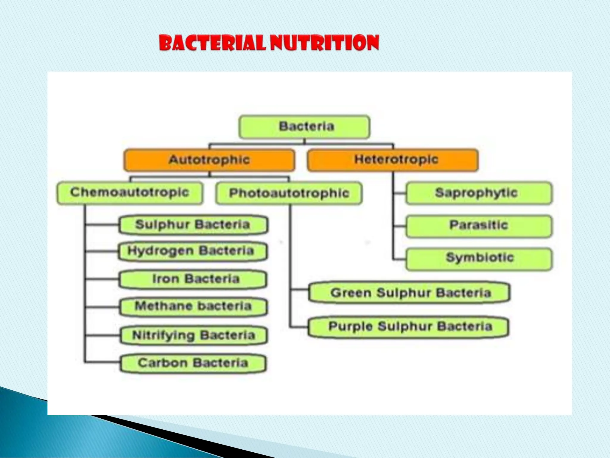 NUTRITION IN BACTERIA.pdf