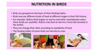 • Birds are grouped on the basis of their feeding habits.
• Birds may eat different kinds of food at different stages in their life history.
• For example. Robins feed largely on worms and other invertebrates when
these foods arc available. Robins may feed on berries ( fruits like tomato) in
the winter.
• They can change their diets according to availability of food
• The feeding habits of some birds are harmful to man.
NUTRITION IN BIRDS
 