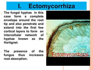 Nutrition in fungi | PPTX