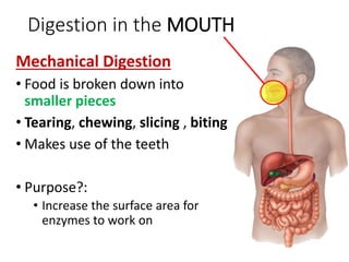 Digestion in the MOUTH
Mechanical Digestion
• Food is broken down into
smaller pieces
• Tearing, chewing, slicing , biting
• Makes use of the teeth
• Purpose?:
• Increase the surface area for
enzymes to work on
 