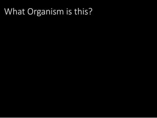 What Organism is this?
 