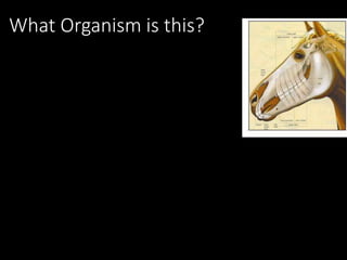 What Organism is this?
 