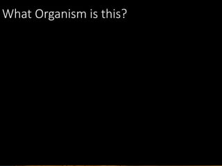 What Organism is this?
 