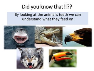 Did you know that!!??
By looking at the animal’s teeth we can
understand what they feed on
 