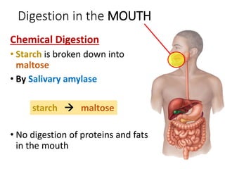 Digestion in the MOUTH
Chemical Digestion
• Starch is broken down into
maltose
• By Salivary amylase
• No digestion of proteins and fats
in the mouth
starch  maltose
 