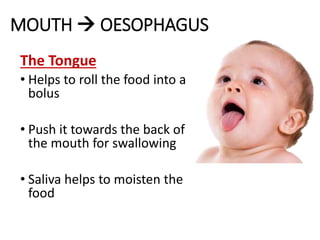 MOUTH  OESOPHAGUS
The Tongue
• Helps to roll the food into a
bolus
• Push it towards the back of
the mouth for swallowing
• Saliva helps to moisten the
food
 