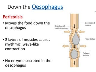 Down the Oesophagus
Peristalsis
• Moves the food down the
oesophagus
• 2 layers of muscles causes
rhythmic, wave-like
contraction
• No enzyme secreted in the
oesophagus
 