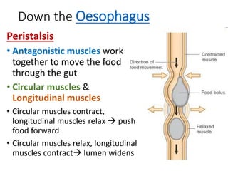 Down the Oesophagus
Peristalsis
• Antagonistic muscles work
together to move the food
through the gut
• Circular muscles &
Longitudinal muscles
• Circular muscles contract,
longitudinal muscles relax  push
food forward
• Circular muscles relax, longitudinal
muscles contract lumen widens
 