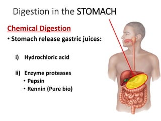 Digestion in the STOMACH
Chemical Digestion
• Stomach release gastric juices:
i) Hydrochloric acid
ii) Enzyme proteases
• Pepsin
• Rennin (Pure bio)
 