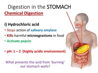 Digestion in the STOMACH
Chemical Digestion
i) Hydrochloric acid
• Stops action of salivary amylase
• Kills harmful microogranisms in food
• Activate pepsin
• pH: 1 – 2 (highly acidic environment)
What prevents the acid from ‘burning’
our stomach walls?
 