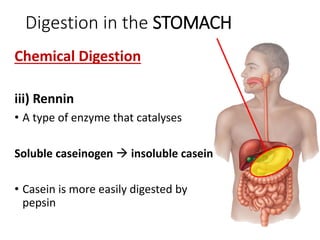 Digestion in the STOMACH
Chemical Digestion
iii) Rennin
• A type of enzyme that catalyses
Soluble caseinogen  insoluble casein
• Casein is more easily digested by
pepsin
 