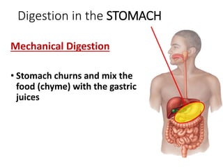 Digestion in the STOMACH
Mechanical Digestion
• Stomach churns and mix the
food (chyme) with the gastric
juices
 