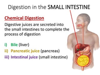 Digestion in the SMALL INTESTINE
Chemical Digestion
Digestive juices are secreted into
the small intestines to complete the
process of digestion
i) Bile (liver)
ii) Pancreatic juice (pancreas)
iii) Intestinal juice (small intestine)
 