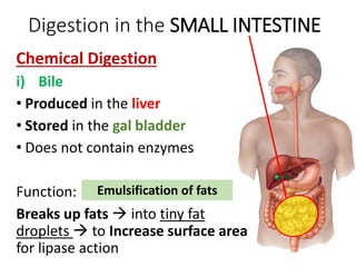 Digestion in the SMALL INTESTINE
Chemical Digestion
i) Bile
• Produced in the liver
• Stored in the gal bladder
• Does not contain enzymes
Function:
Breaks up fats  into tiny fat
droplets  to Increase surface area
for lipase action
Emulsification of fats
 
