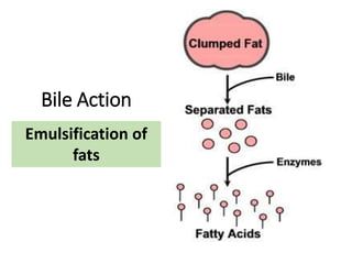Bile Action
Emulsification of
fats
 