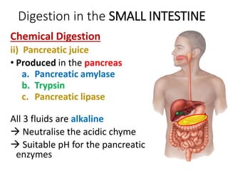 Digestion in the SMALL INTESTINE
Chemical Digestion
ii) Pancreatic juice
• Produced in the pancreas
a. Pancreatic amylase
b. Trypsin
c. Pancreatic lipase
All 3 fluids are alkaline
 Neutralise the acidic chyme
 Suitable pH for the pancreatic
enzymes
 