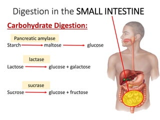 Digestion in the SMALL INTESTINE
Carbohydrate Digestion:
Starch maltose glucose
Lactose glucose + galactose
Sucrose glucose + fructose
Pancreatic amylase
lactase
sucrase
 
