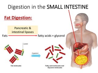 Digestion in the SMALL INTESTINE
Fat Digestion:
Fats fatty acids + glycerol
Pancreatic &
intestinal lipases
 