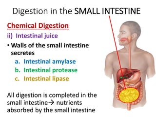 Digestion in the SMALL INTESTINE
Chemical Digestion
ii) Intestinal juice
• Walls of the small intestine
secretes
a. Intestinal amylase
b. Intestinal protease
c. Intestinal lipase
All digestion is completed in the
small intestine nutrients
absorbed by the small intestine
 